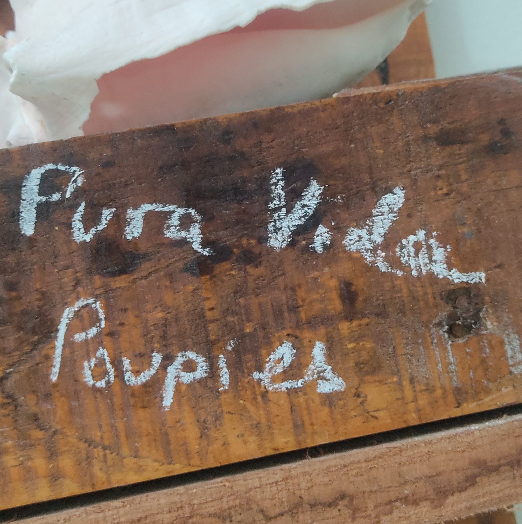 Les aventures des Poupies